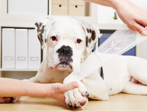 Is Your Pet Hurt? A Vet’s Guide to Pet Injuries